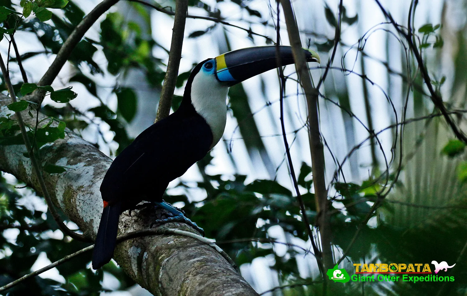 TOUR RESERVA NACIONAL MANU